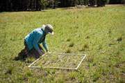 faculty member working on experiment in the grass