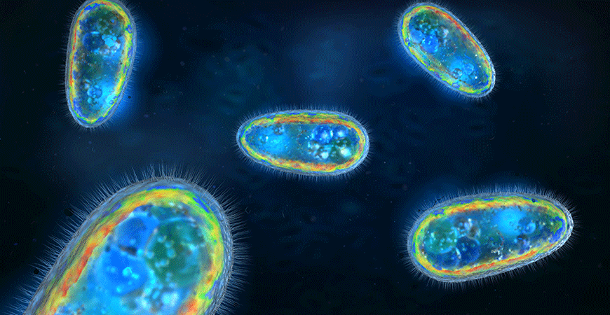 Photo of Tiny protein filaments UC Merced