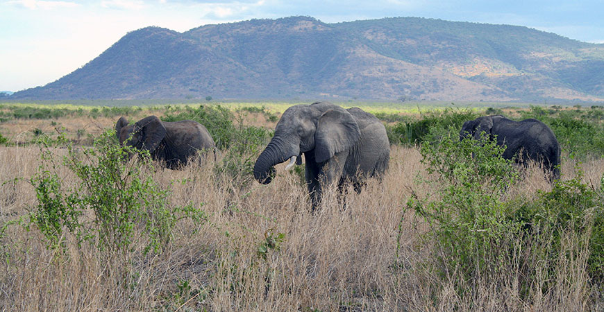 Three elephants in the wild
