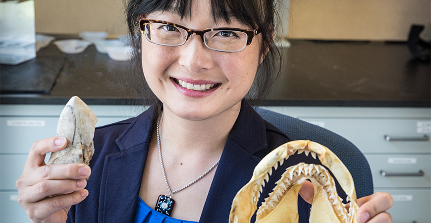 Professor Kim studies ancient shark teeth