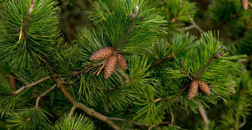 A closeup of a pine tree with needles and cones