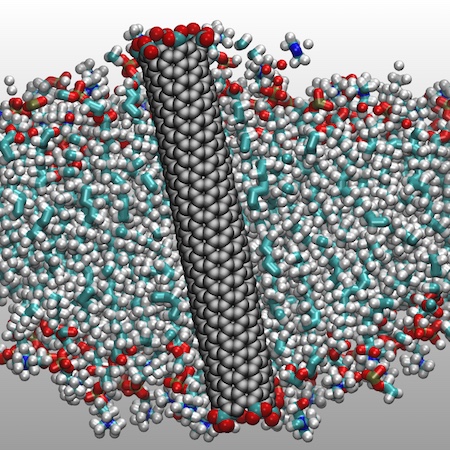 A rendering of a carbon nanotube porin embedded in a membrane. The nanotube is a cylindrical gray tube in the middle of a sea of multicolored dots representing the molecular structure of the membrane.
