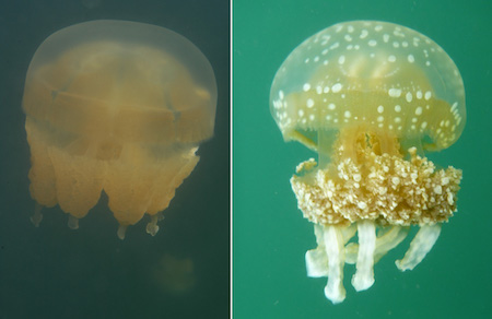 A typical golden jelly (left) next to the ocean-like jelly that appeared after the 2016 El Niño.