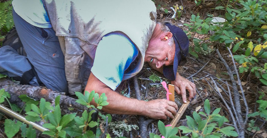 Professor Stephen Hart measures soil depth in Mariposa Grove.