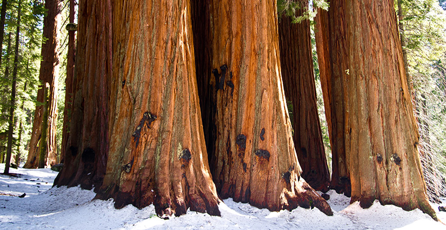Giant sequoias in the snow