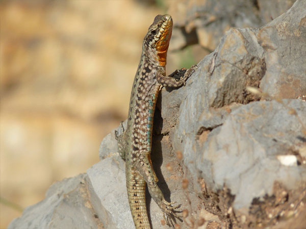 Lizard clings vertically to a rock.