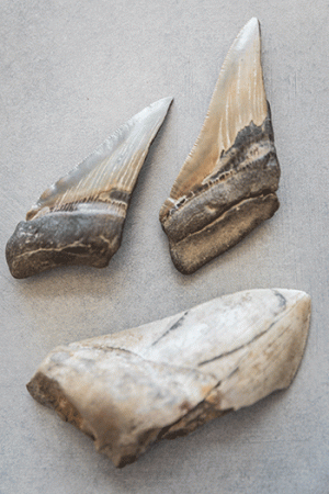 Fossilized megalodon teeth and Professor Sora Kim at UC Merced