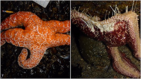 Side by side normal sea star and diseased sea star