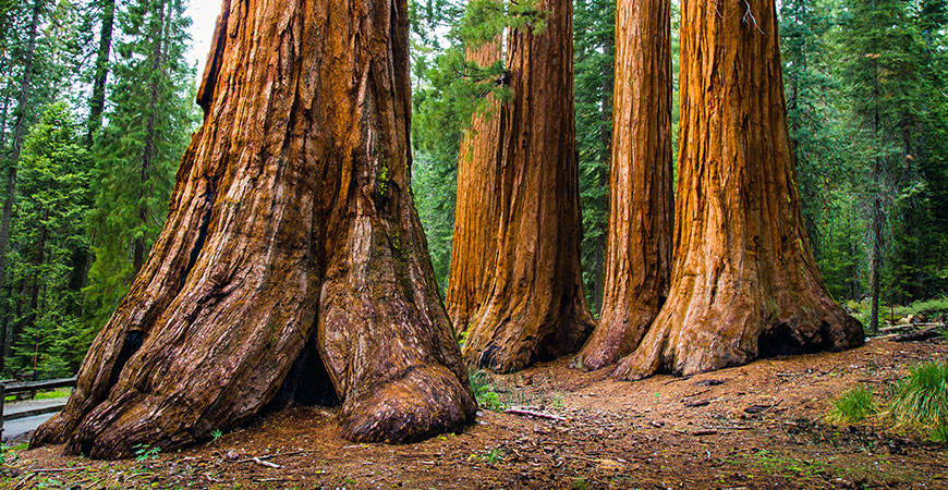 giant sequoia trees and their soil
