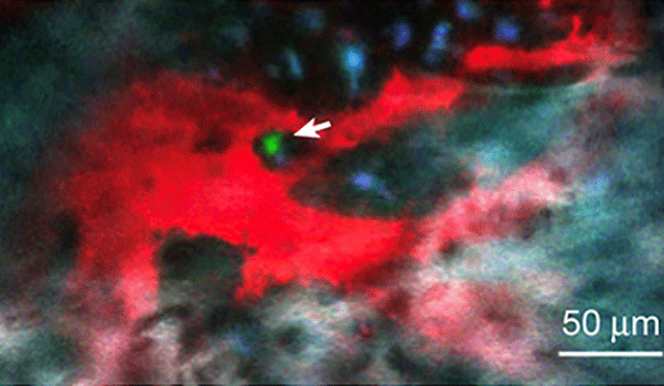 An image of a stem cell in its natural niche