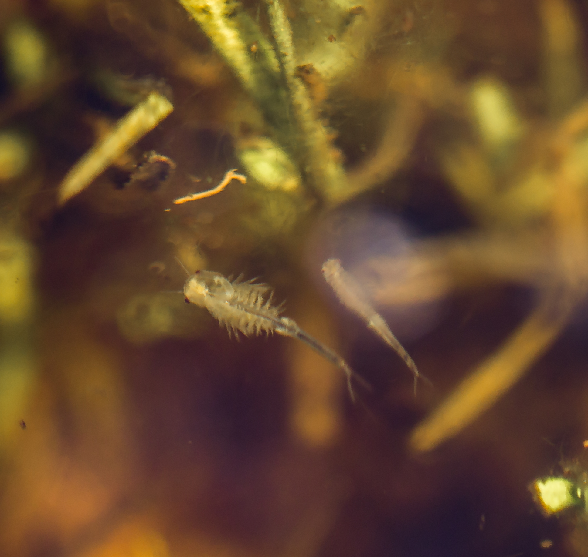 Fairy Shrimp Inhabit the UC Merced Vernal Pools